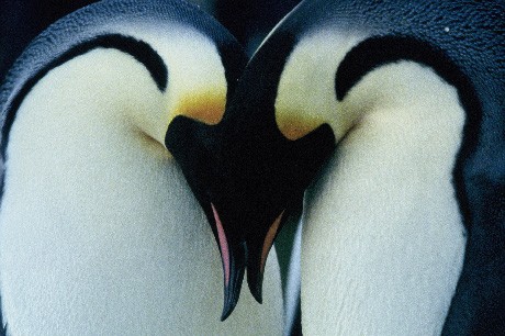 pinguinos2